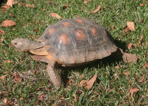 Tortoise 10 Years Old