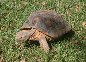 Tortoise 10 Years Old