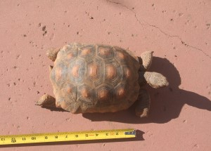 Tortoise 11 Years Old