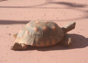 Tortoise 11 Years Old