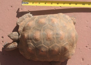 Tortoise 12 Years Old