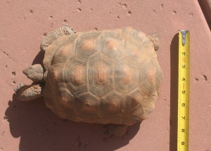 Tortoise 12 Years Old