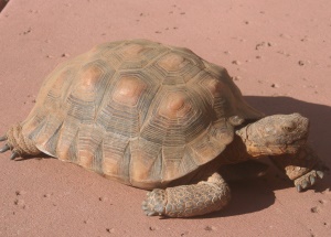 Tortoise 12 Years Old