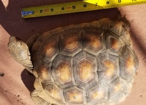 Tortoise 13 Years Old