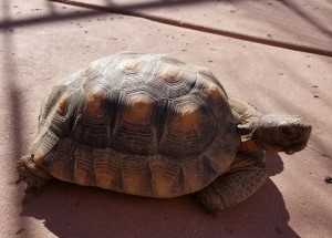 Tortoise 13 Years Old