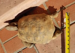 Tortoise 14 Years Old