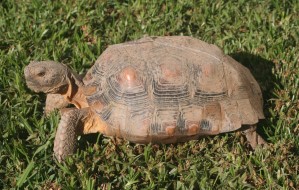 Tortoise 7 Years Old
