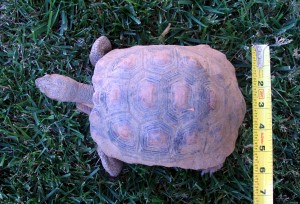 Tortoise 9 Years Old
