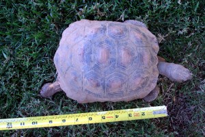 Tortoise 9 Years Old