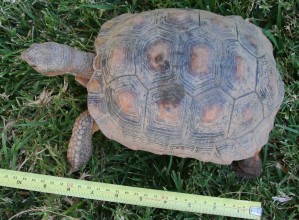 Tortoise 8 Years Old