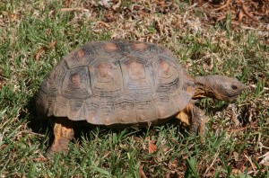 Tortoise 8 Years Old