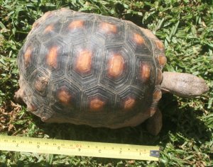 Tortoise 5 Years Old