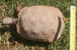 Tortoise 6 Years Old
